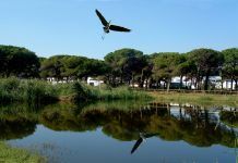 La campaña #UnÁrbolPorEuropa llega a Granollers