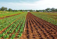Pérdida masiva de cultivos en el Vallès Oriental en los últimos 60 años