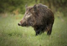 El Vallès Oriental se une para combatir la presencia de jabalíes en las zonas urbanas