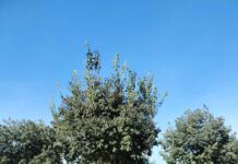 El Ayuntamiento lleva a cabo diversas actuaciones sobre los árboles de la ciudad para garantizar la seguridad en distintos espacios públicos