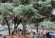 El sábado 3 de febrero se inaugura el patio de la escuela Granullarius más naturalizado y con más áreas de juego