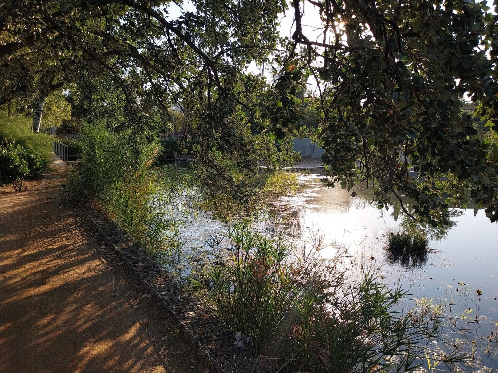 El lago de Ponent multiplica la biodiversidad y mejora la calidad del agua